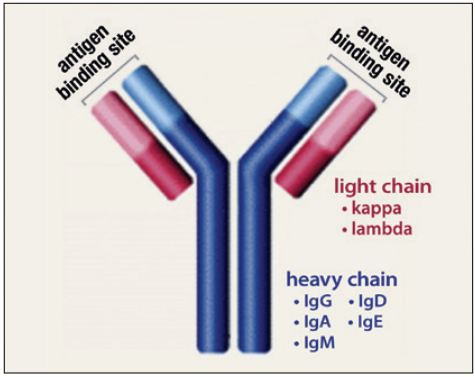 Struktur antibodi/imunoglobulin
